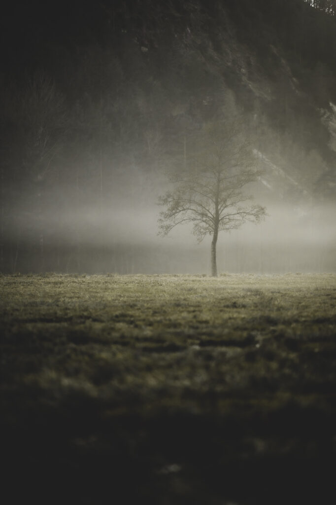 Düstere Stimmung auf Feld mit Nebel und Baum
